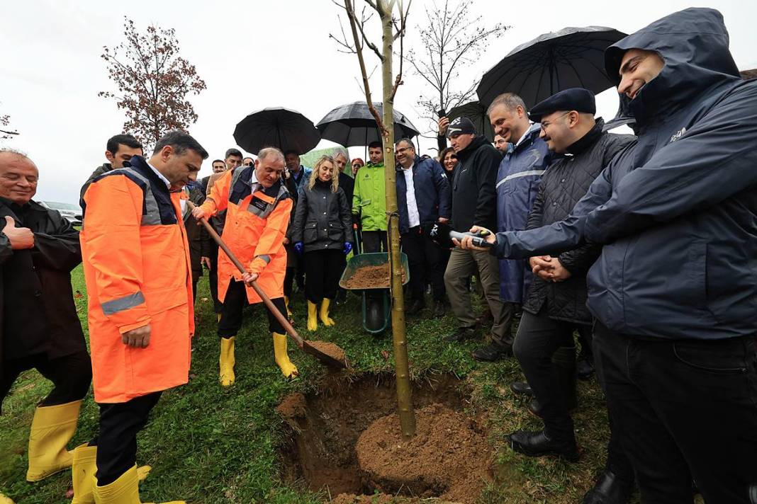 İstanbul'a 1111 'nefes' takviyesi yapıldı! Fıstık çamları ve zeytinler buluştu 4